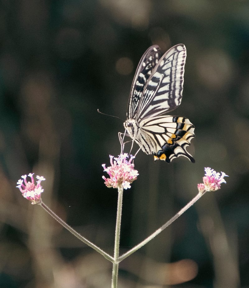 Butterfly on Flowers